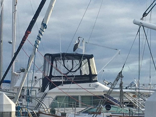 Searay 360 aft - cruiser, _